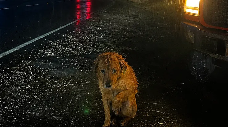Ce chien a été abandonné sur le bord de la route par une nuit de pluie glaciale, à deux heures du matin