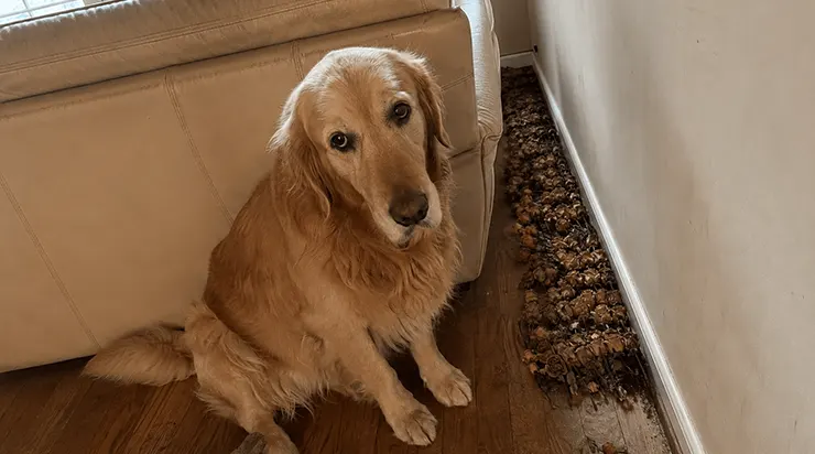 Mon golden retriever rapportait une fleur du jardin chaque matin et la cachait sous le canapé. Un jour, j&rsquo;ai pris une photo et je l&rsquo;ai publiée en ligne