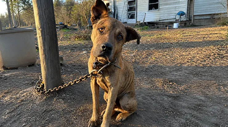 En juin 2016, j&rsquo;ai laissé notre chien à mon mari. Quatre ans plus tard, on m&rsquo;a appelée : il était attaché à un poteau depuis trois mois, seul