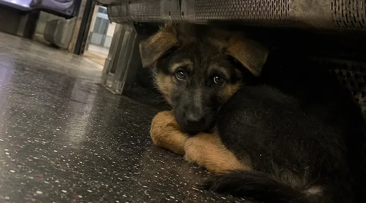 Dans le métro, un chiot recroquevillé sous la banquette tremblait de peur. Je pensais d’abord qu’il avait un maître. Mais j’ai vite réalisé que ce maître l’avait laissé là, seul