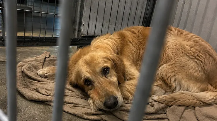 J&rsquo;étais venue au refuge pour trouver un nouveau compagnon, mais dans la sixième cage se trouvait lui – le chien que j&rsquo;avais laissé quatre ans plus tôt chez mon ex-mari