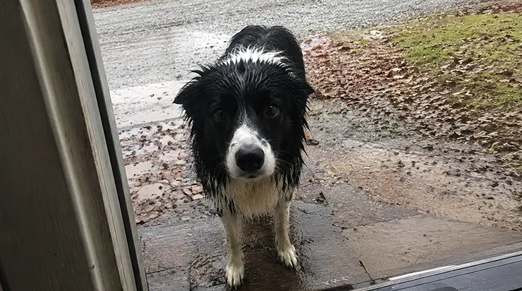 Un homme est resté quatre heures sous une grange effondrée, tandis que son fidèle chien courait deux miles sous la pluie pour trouver de l’aide