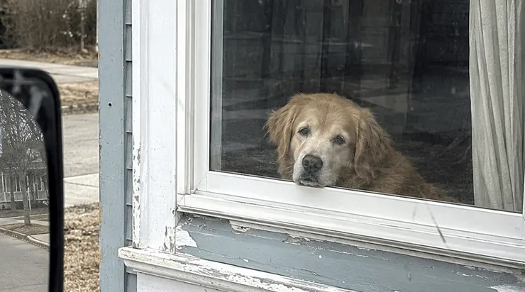 Pendant neuf ans, j&rsquo;ai porté le courrier à la maison d&rsquo;un vieux monsieur nommé Walter, et chaque jour, son vieux chien m&rsquo;accueillait à la fenêtre