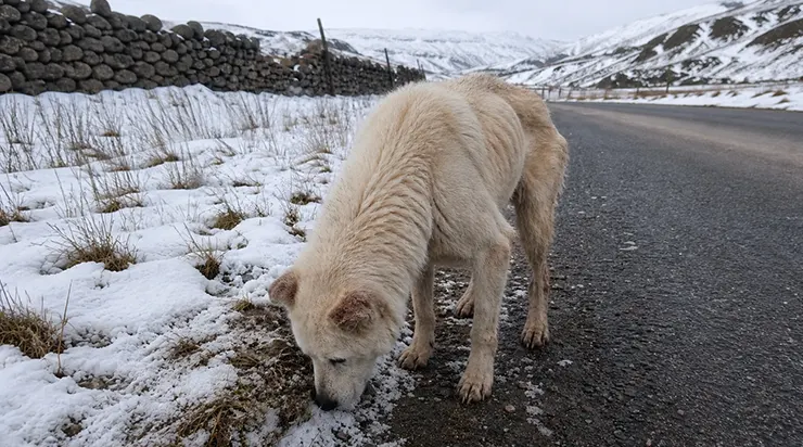 Un chien aveugle a marché 19 kilomètres dans une tempête de neige, guidé uniquement par les faibles battements du cœur de son maître, perceptibles depuis un téléphone