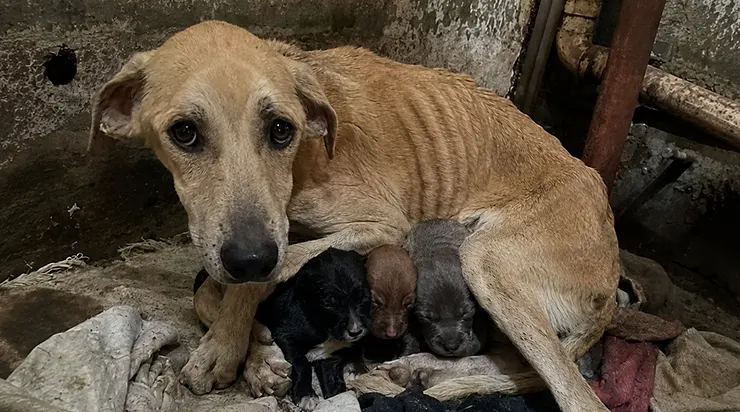 Dans un coin buanderie, elle s&rsquo;enroulait autour de trois chiots en utilisant la dernière chaleur de son corps affamé pour les garder en vie. Aucun de ces chiots n&rsquo;était le sien