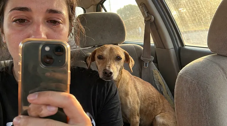 Chaque fois que j’empruntais l&rsquo;étroit chemin de Heatherfield, un chien jaune et maigre se plantait devant ma voiture