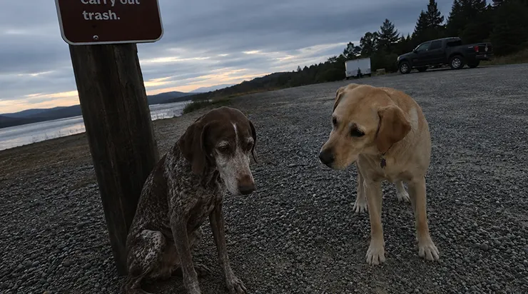 Un jeudi soir, juste avant le coucher du soleil, un vieux chien a été jeté hors d&rsquo;une voiture à la lisière d&rsquo;un parc