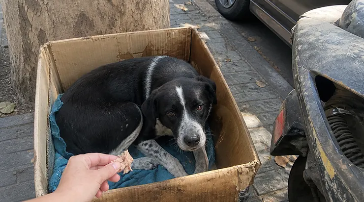 Ce mardi après-midi, dans la rue de Maplewood, j&rsquo;ai failli passer mon chemin. Puis sa queue a bougé tout doucement, comme s&rsquo;il me suppliait de ne pas partir