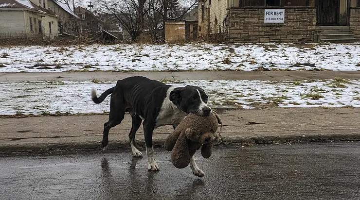 Après avoir perdu son maître, il avait erré des mois durant dans les rues hivernales de Détroit, serrant délicatement entre ses mâchoires un vieil ours en peluche décoloré
