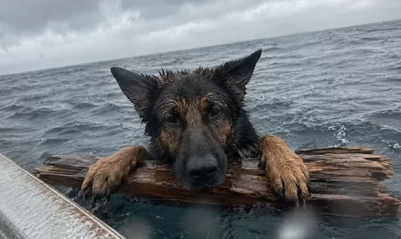 chien désespéré
