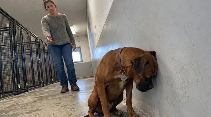 Elle avait perdu ses six chiots, elle avait tourné la tête vers le mur et elle avait arrêté de manger pendant cinq jours