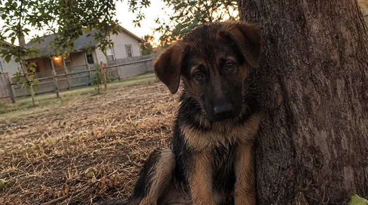Chaque soir à 18h30 précises, un petit chien entrait dans mon jardin et s&rsquo;asseyait sous le pommier. Une heure plus tard, il repartait la tête basse