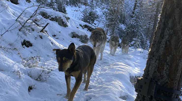 Les caméras de surveillance de la faune sauvage dans le Montana ont capturé un chien marchant sur un sentier interdit en haute montagne