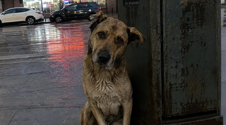 Un chien était assis près du lampadaire devant ma boutique pendant huit jours entiers, ignorant la pluie et le froid