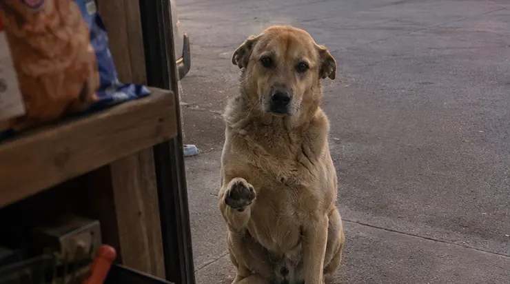 Un chien boiteux rôdait autour de ma boutique. Il ne prenait jamais la nourriture qu&rsquo;on lui offrait