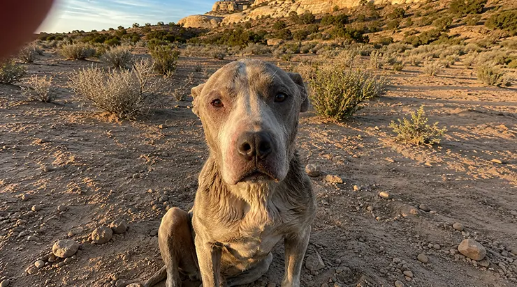 158 jours, j’ai erré dans le désert à chercher mon chien, appelant son nom chaque matin dans des canyons déserts. Mon plus fidèle compagnon ne me reconnaissait même pas