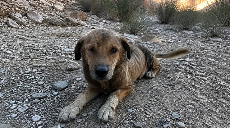 Pendant quarante-neuf jours, j&rsquo;ai parcouru le désert à la recherche de mon chien, appelant son nom chaque matin dans des canyons déserts