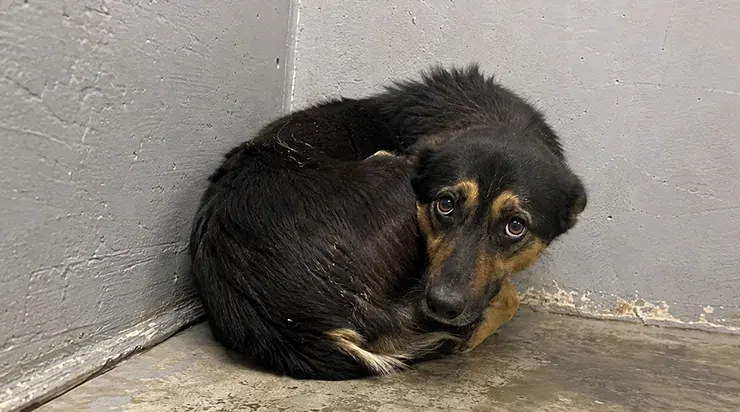 Le chien le plus craintif du refuge a attendu 1095 jours avant qu’une personne ne comprenne qu’il n’était pas dangereux, mais simplement brisé