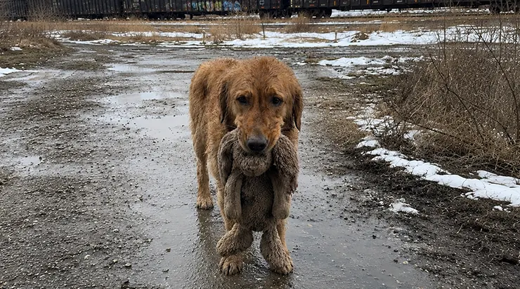 À la fin d’octobre 2023, notre bureau a commencé à recevoir des appels. Un golden retriever, une peluche serrée dans la gueule, fuyait en panique quiconque tentait de l’approcher