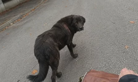 chien