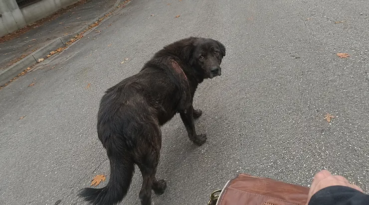 Un chien errant m’a suivi pendant quatre jours entiers, et j’étais sur le point d’appeler la fourrière