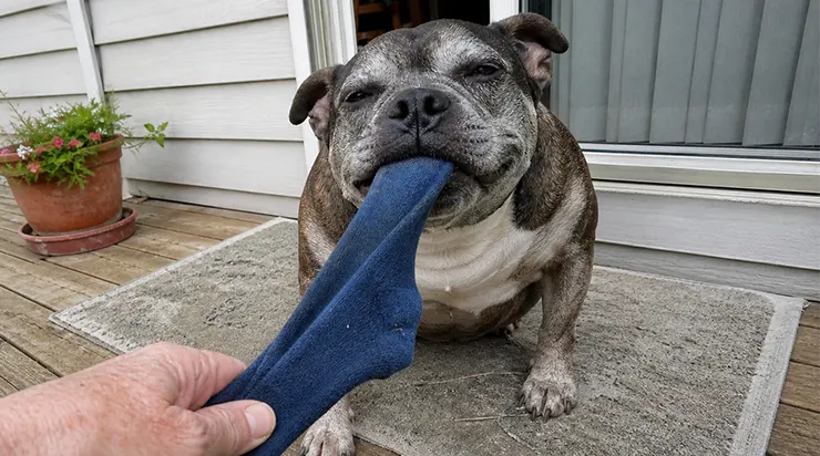 Mon chien a traîné des chaussettes et des vêtements sur le balcon pendant des jours. Au début, tout semblait normal, puis l&rsquo;inquiétude m&rsquo;a gagnée