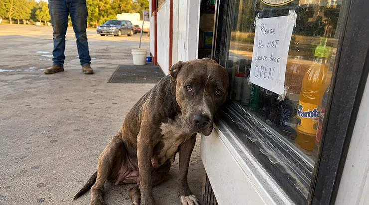 Chaque après-midi, un pitbull venait se planter devant le vieux réfrigérateur installé dans la cour de ma boutique et passait des heures à regarder les boissons à l’intérieur