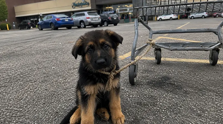 Un homme a vidé son caddie dans sa voiture, puis il a attaché un petit chiot berger allemand à ce caddie et il est parti