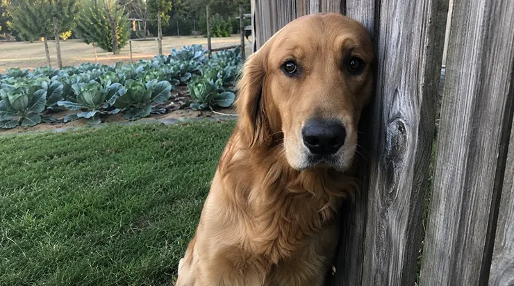 Cela fait deux semaines que mon golden retriever vit dans un état de stress constant․Ce malaise a commencé le jour où j’ai refusé d’acheter quelques choux à une vieille dame