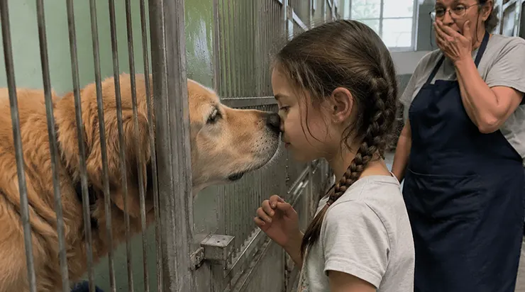 Un Labrador jugé inadoptable avait été ramené huit fois à cause de son comportement ingérable