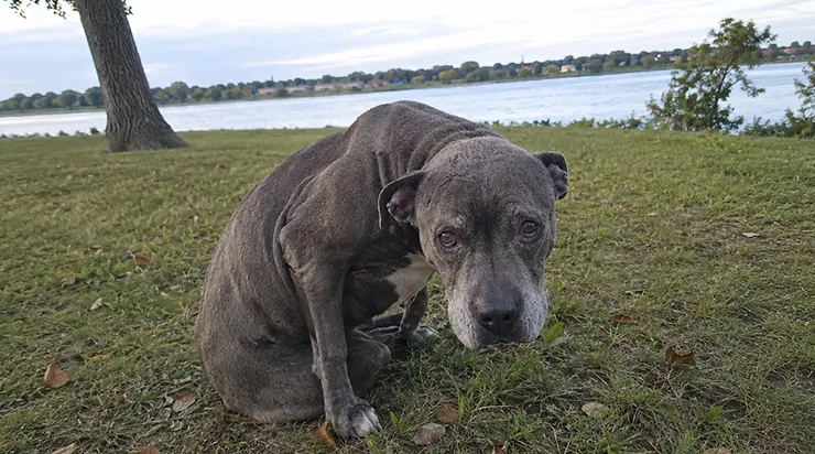 Un dimanche après-midi au bord de la rivière, j&rsquo;ai vu un vieux pitbull sortir d&rsquo;une voiture argentée, et quand la voiture est repartie, il a pleuré dans mes bras
