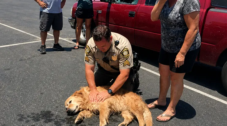 Sergent de police, j’ai brisé la vitre d’une voiture inconnue par quarante-quatre degrés et j’en ai sorti un chien inconscient