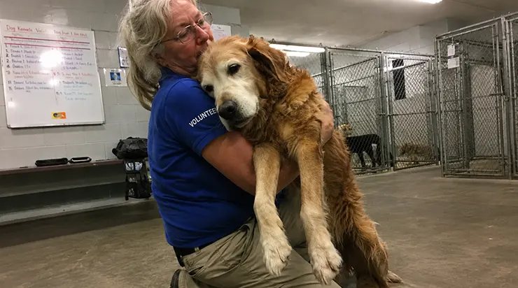 Quand les lumières du refuge se sont éteintes à dix-huit heures trente ce soir-là, le vieux chien a enfin compris que son maître ne reviendrait pas