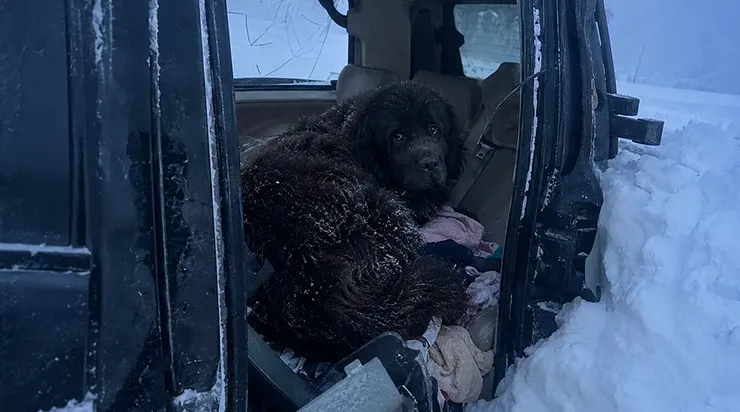La vie d&rsquo;une petite fille de trois ans ne dépendait plus que d&rsquo;un gigantesque Terre-Neuve qui refusait de l&rsquo;abandonner