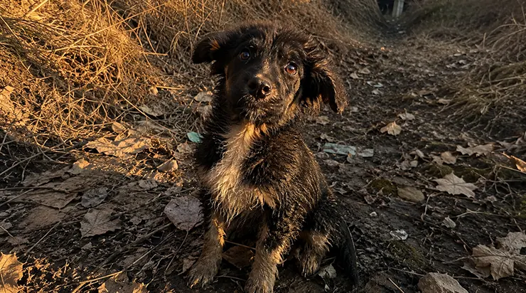 J’ai vu quelqu’un jeter ce chien d’une voiture sur l’autoroute, et trois jours plus tard, je l’ai retrouvé dans un fossé au bord de la route