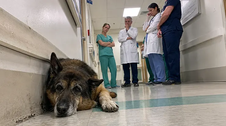 Un ancien agent K9 a été admis en réanimation dans la nuit du 16 juillet. Son berger allemand est resté vingt jours devant les portes du service