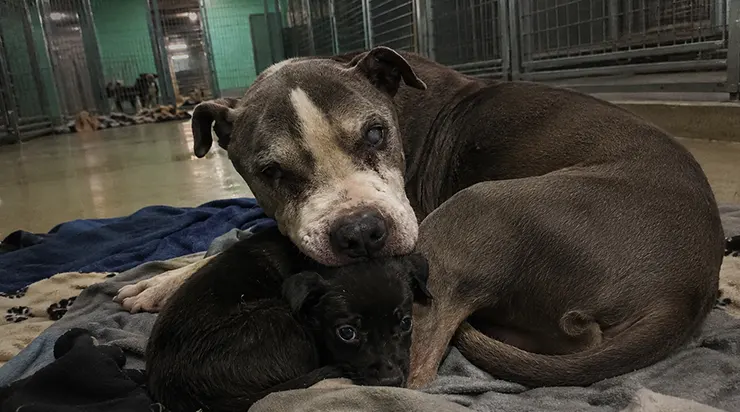 On l’avait ramené six fois au refuge, il était presque aveugle, et personne ne voulait de lui․ Mais chaque nuit, il prenait soin des chiots tremblants