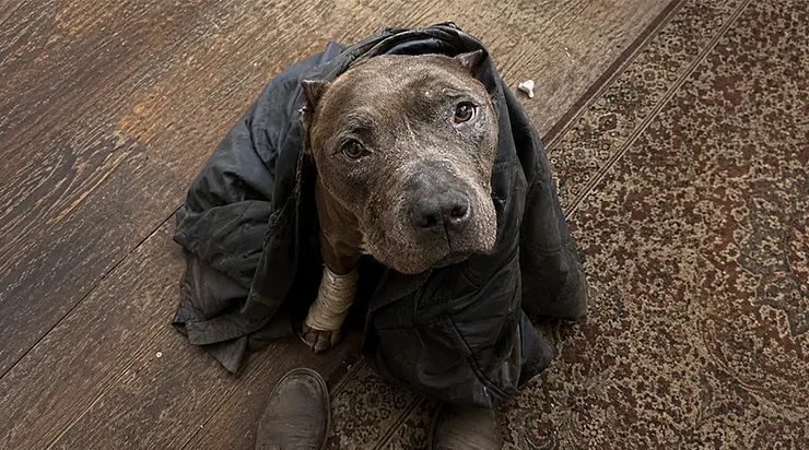 Ce pitbull a parcouru près de quatre-vingts kilomètres pour retrouver son maître. Sa famille avait déménagé près d&rsquo;un mois plus tôt et pensait ne plus jamais le revoir