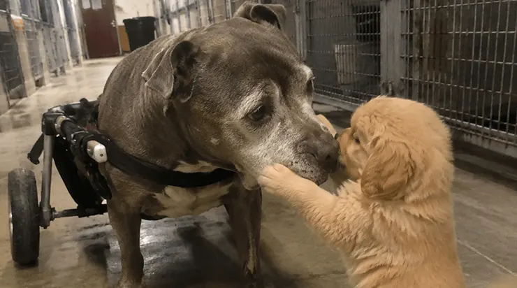 Il avait passé neuf ans et trois mois dans la deuxième cage, et chaque nuit, il aidait les petits chiots apeurés à s&rsquo;adapter
