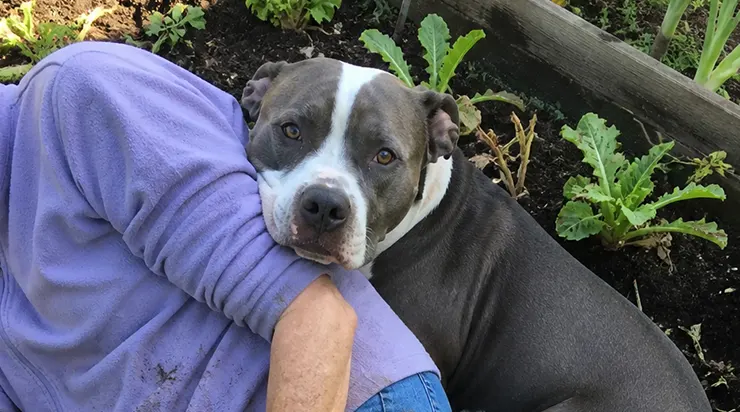 À soixante-quinze ans, je suis tombée dans mon potager, le poignet cassé, et le seul être capable de m&rsquo;aider, c&rsquo;était cette chienne