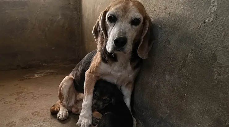 C’était un vieux beagle de treize ans, le museau blanchi par l’âge, que personne ne voulait adopter. En quatre ans, il avait aidé plus de trois cents chiots