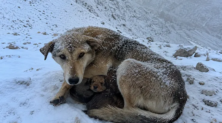 À 2800 mètres d&rsquo;altitude, le randonneur Daniel White a découvert une chienne blottie dans la neige le long du sentier montagneux