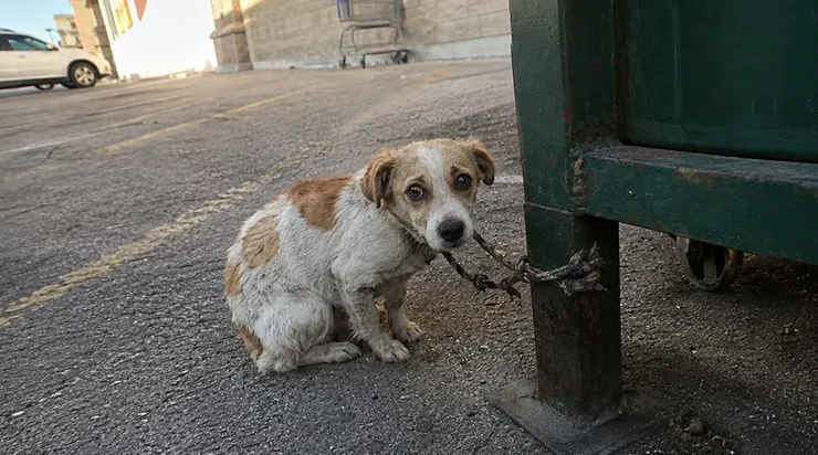 J&rsquo;ai vu une femme attacher son propre chien à une benne à ordures, monter dans sa voiture et s&rsquo;en aller