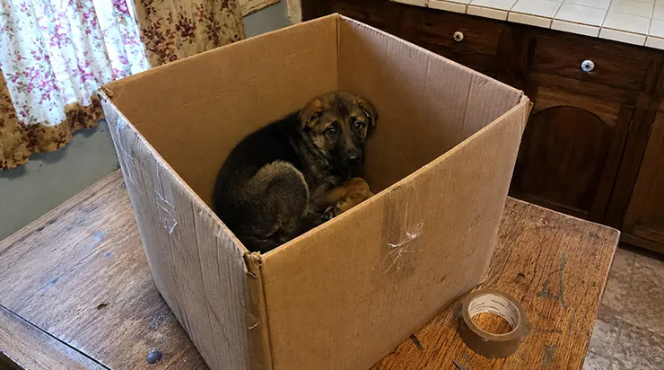 Ma mère avait placé le petit chiot berger allemand dans une boîte en carton, prête à le jeter à la poubelle. Elle ne savait pas que Grand-mère avait tout légué à ce chien