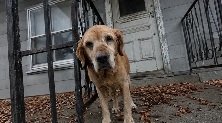 Le vieux labrador ne parvint jamais à accepter la perte de son maître et ne quitta jamais le seuil de la maison