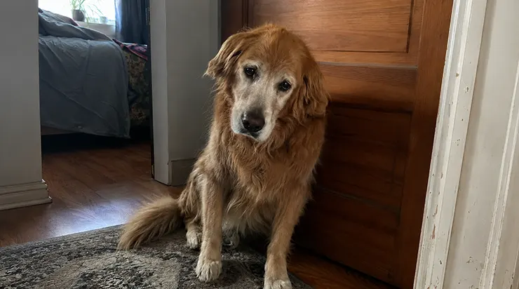Chaque jour, à la même heure, elle venait s&rsquo;asseoir devant la porte de mon père et elle attendait. Jusqu&rsquo;à son dernier souffle, elle n&rsquo;a jamais cru que son maître n&rsquo;était plus là