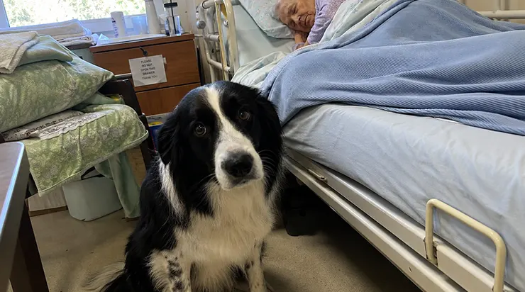 Le chien thérapeute de la maison de retraite a refusé de rentrer chez lui trois nuits de suite. Il s&rsquo;est avéré que Ruby était la seule à savoir ce qui allait arriver