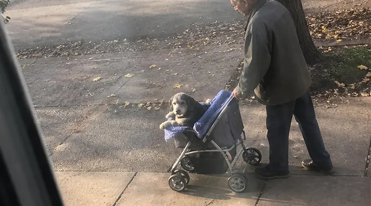 Chaque après-midi à 15h47, un ancien concierge traînait son vieux chien en charrette jusqu&rsquo;à la grille de l&rsquo;école où ils s&rsquo;étaient rencontrés onze ans plus tôt