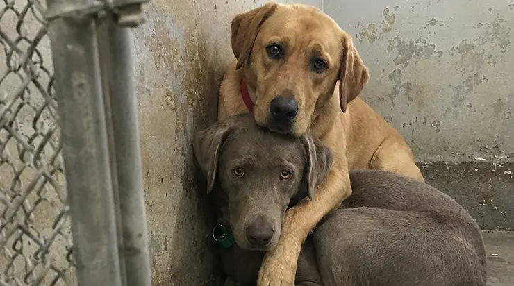 Ils ont enfin été adoptés ensemble. Trois jours plus tard, on les a ramenés au refuge parce qu&rsquo;ils étaient « trop difficiles »