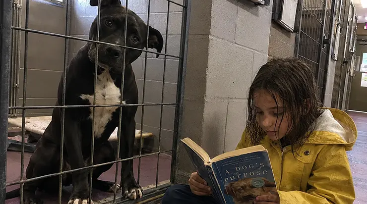 Une fillette de neuf ans est entrée dans notre refuge par un matin de pluie, un livre à la main, et elle a demandé à lire à voix haute pour notre chien le plus agressif
